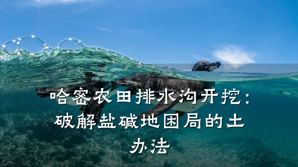 哈密农田排水沟开挖：破解盐碱地困局的土办法