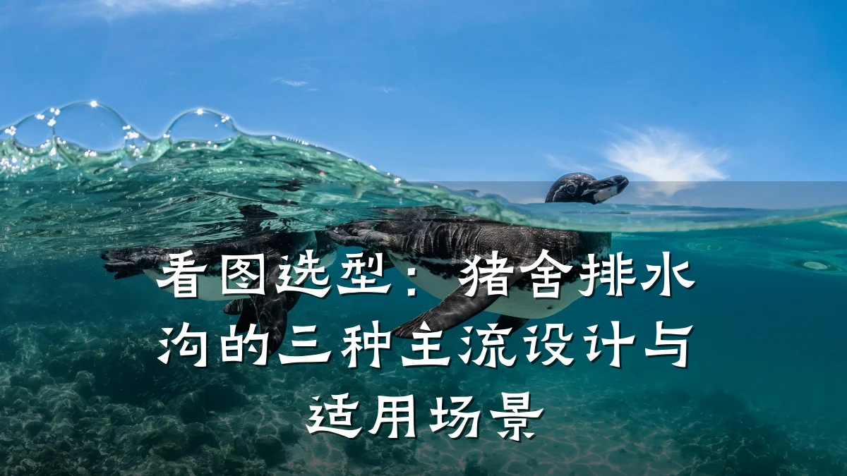 看图选型:猪舍排水沟的三种主流设计与适用场景