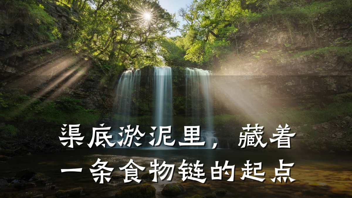 渠底淤泥里，藏着一条食物链的起点