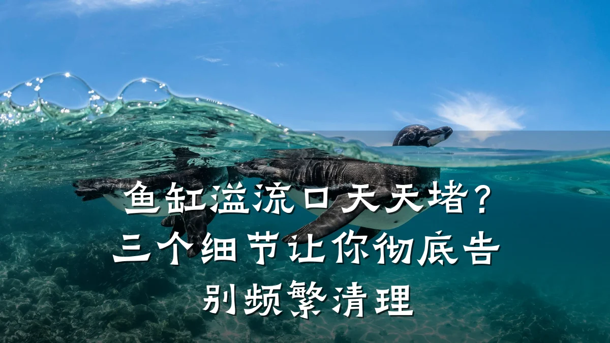 鱼缸溢流口天天堵?三个细节让你彻底告别频繁清理
