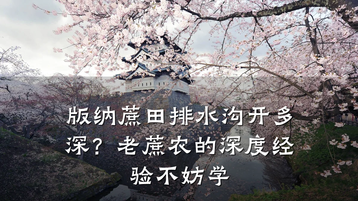 版纳蔗田排水沟开多深？老蔗农的深度经验不妨学