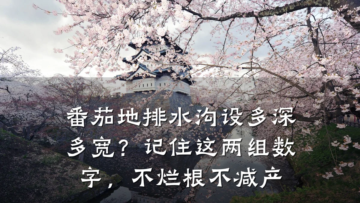 番茄地排水沟设多深多宽？记住这两组数字，不烂根不减产