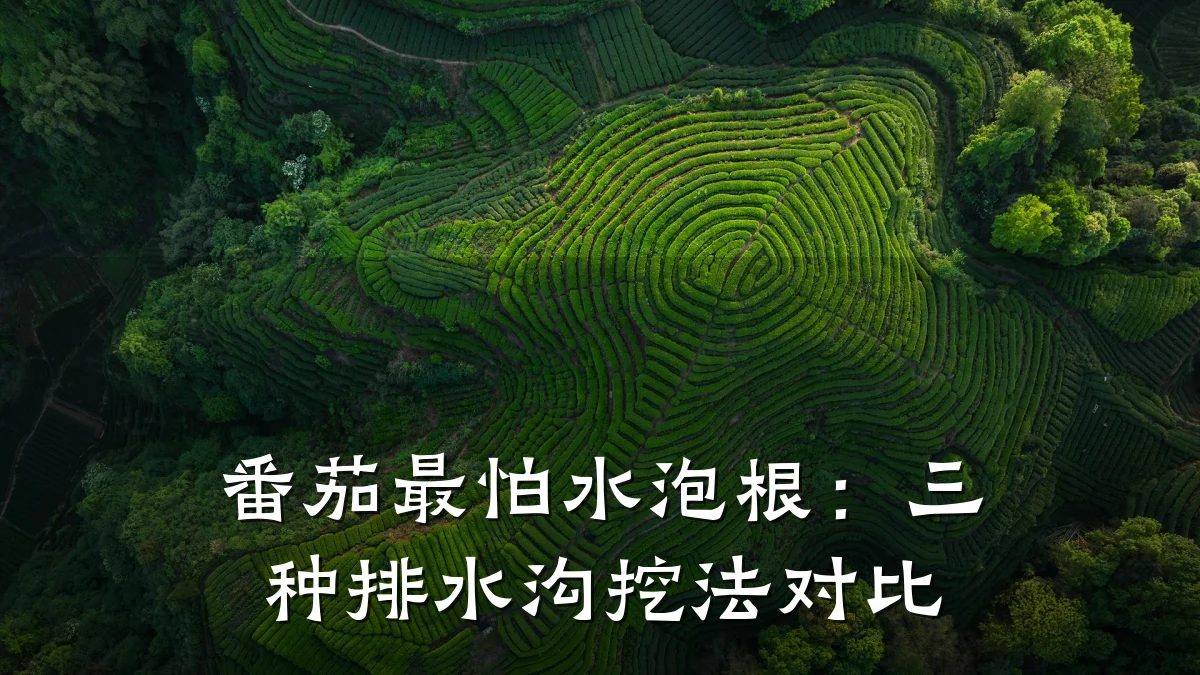 番茄最怕水泡根：三种排水沟挖法对比