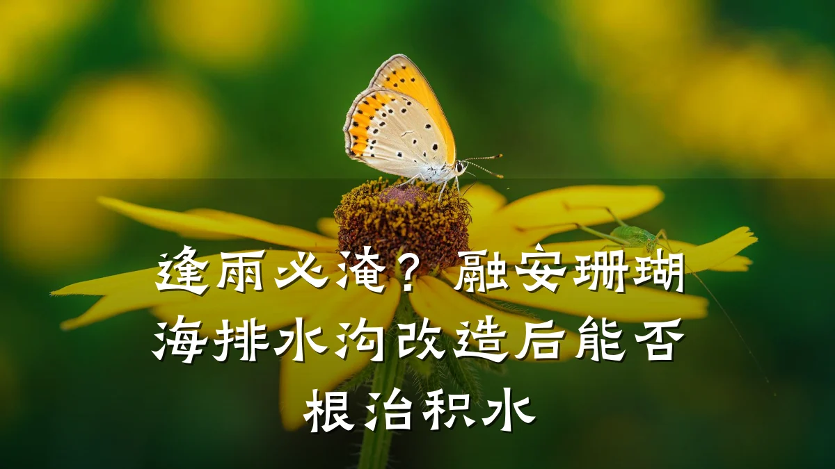 逢雨必淹？融安珊瑚海排水沟改造后能否根治积水