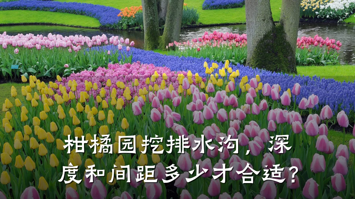 柑橘园挖排水沟，深度和间距多少才合适？