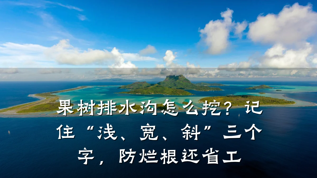 果树排水沟怎么挖？记住“浅、宽、斜”三个字，防烂根还省工
