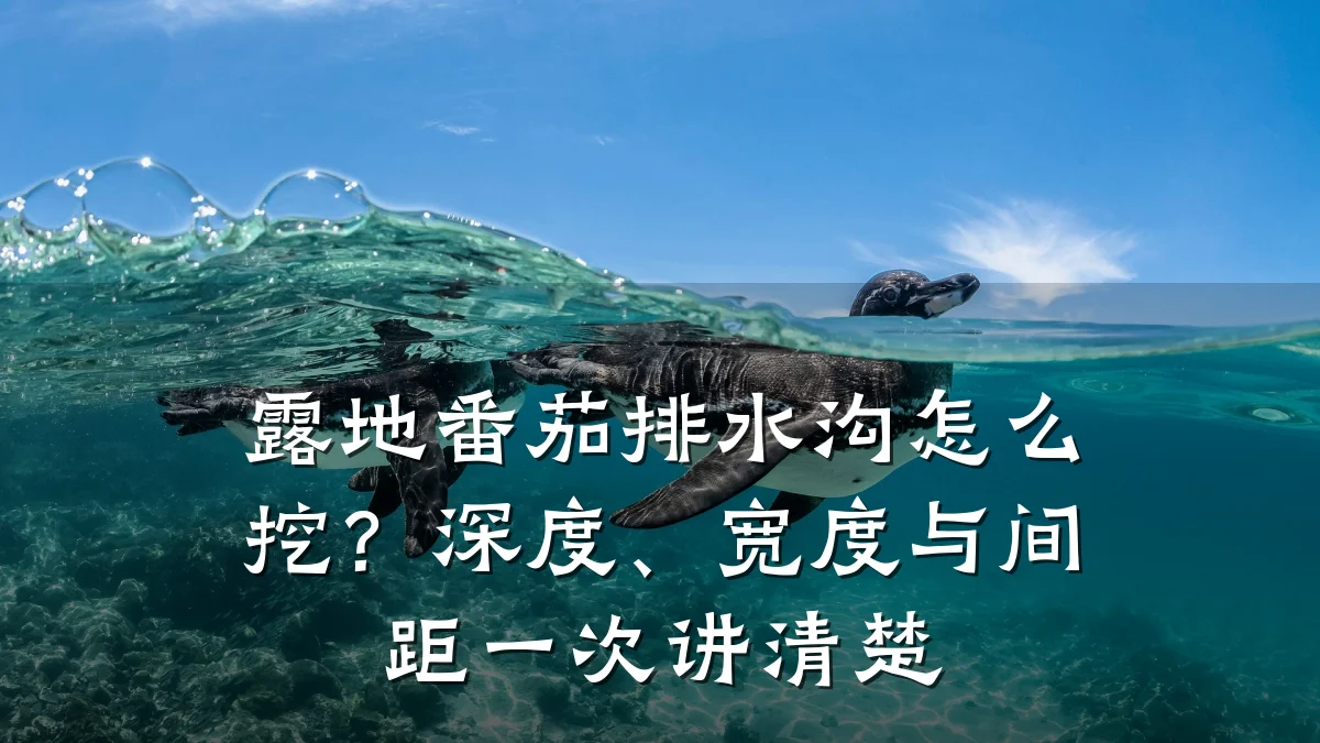 露地番茄排水沟怎么挖？深度、宽度与间距一次讲清楚