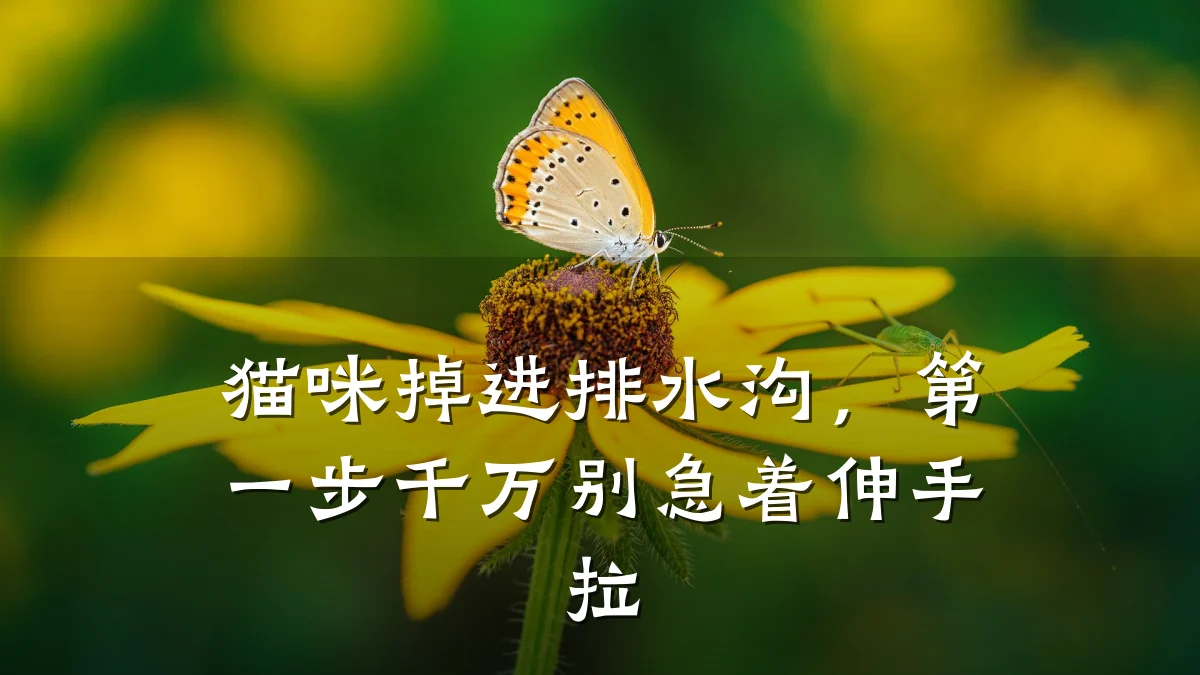 猫咪掉进排水沟，第一步千万别急着伸手拉