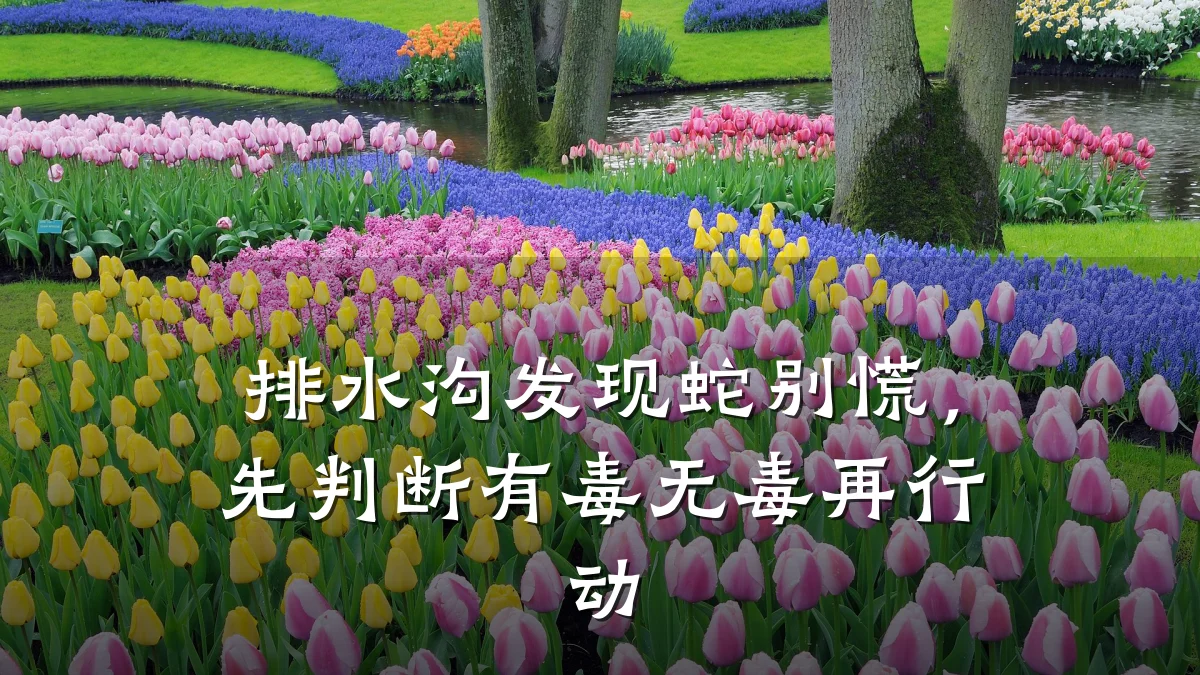 排水沟发现蛇别慌，先判断有毒无毒再行动