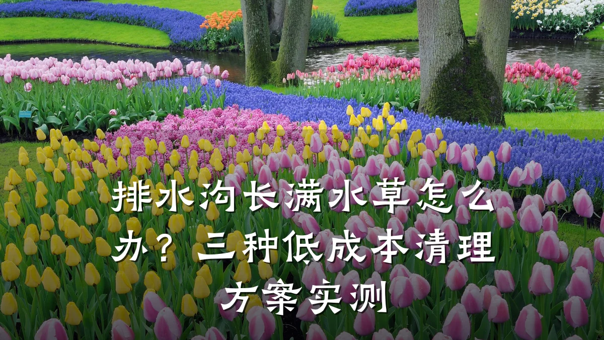 排水沟长满水草怎么办？三种低成本清理方案实测