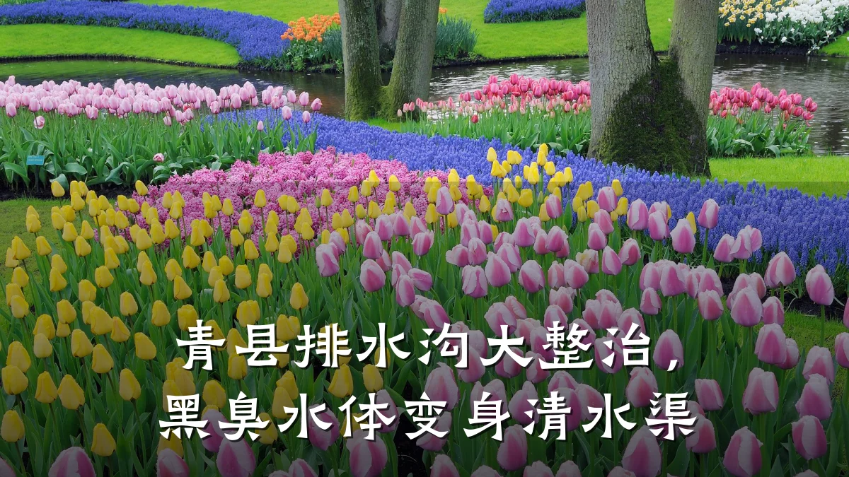 青县排水沟大整治，黑臭水体变身清水渠