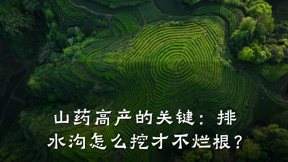山药高产的关键:排水沟怎么挖才不烂根?