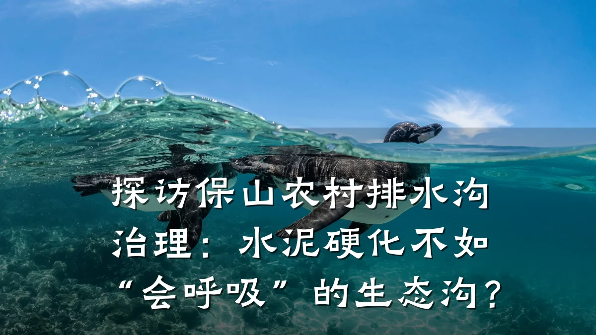 探访保山农村排水沟治理：水泥硬化不如“会呼吸”的生态沟？