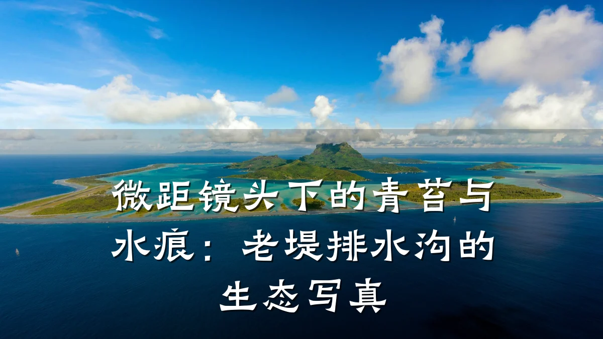 微距镜头下的青苔与水痕：老堤排水沟的生态写真