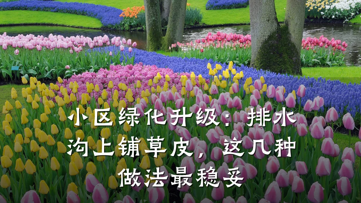 小区绿化升级：排水沟上铺草皮，这几种做法最稳妥