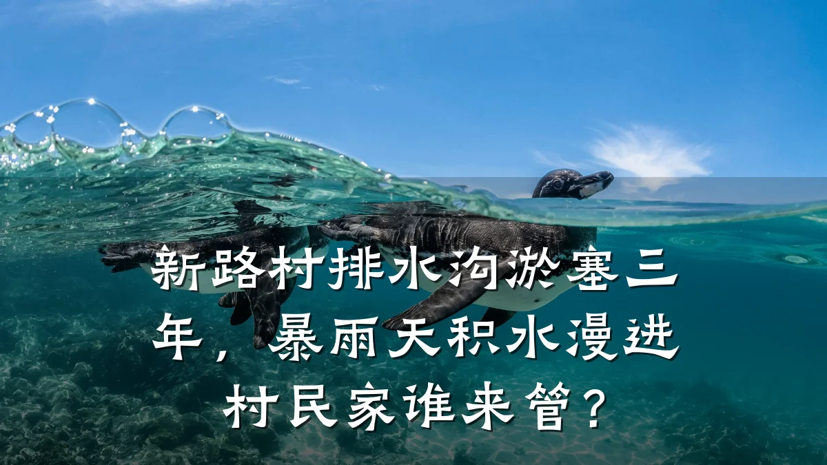 新路村排水沟淤塞三年，暴雨天积水漫进村民家谁来管？