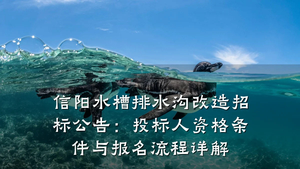 信阳水槽排水沟改造招标公告：投标人资格条件与报名流程详解
