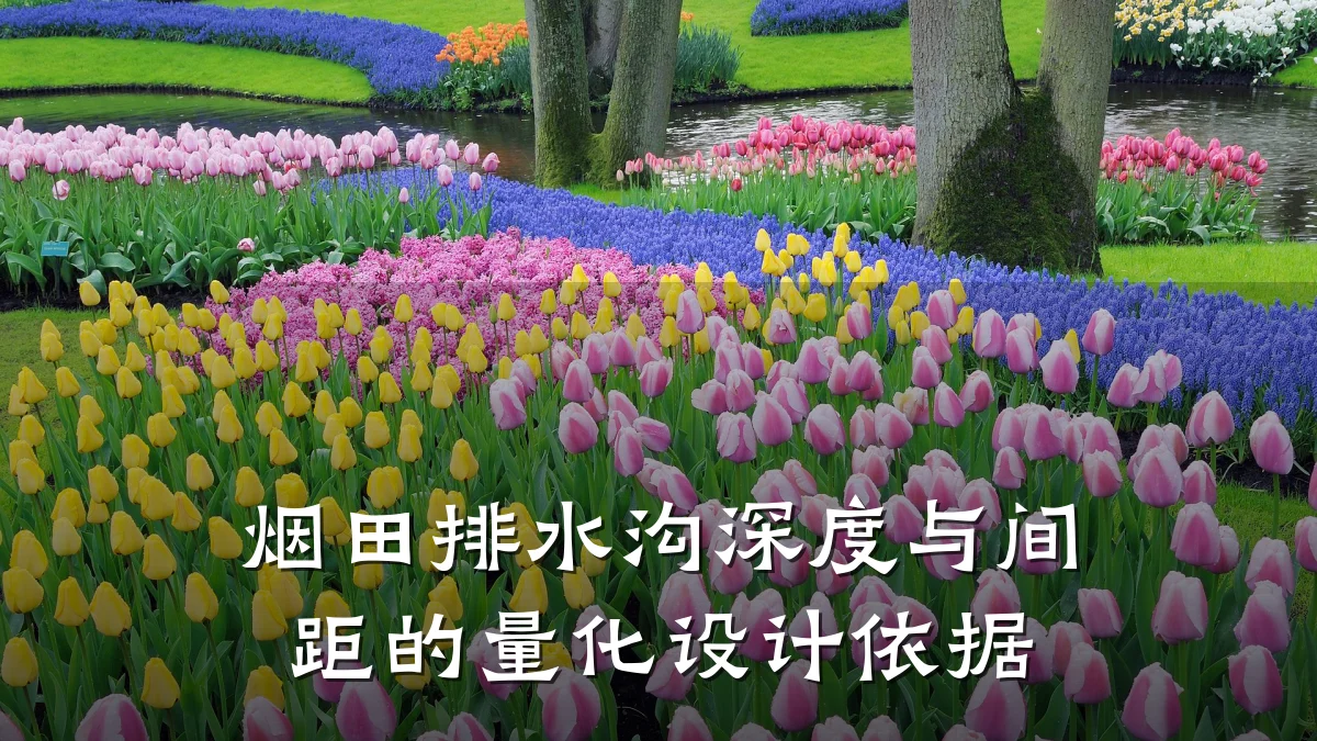 烟田排水沟深度与间距的量化设计依据