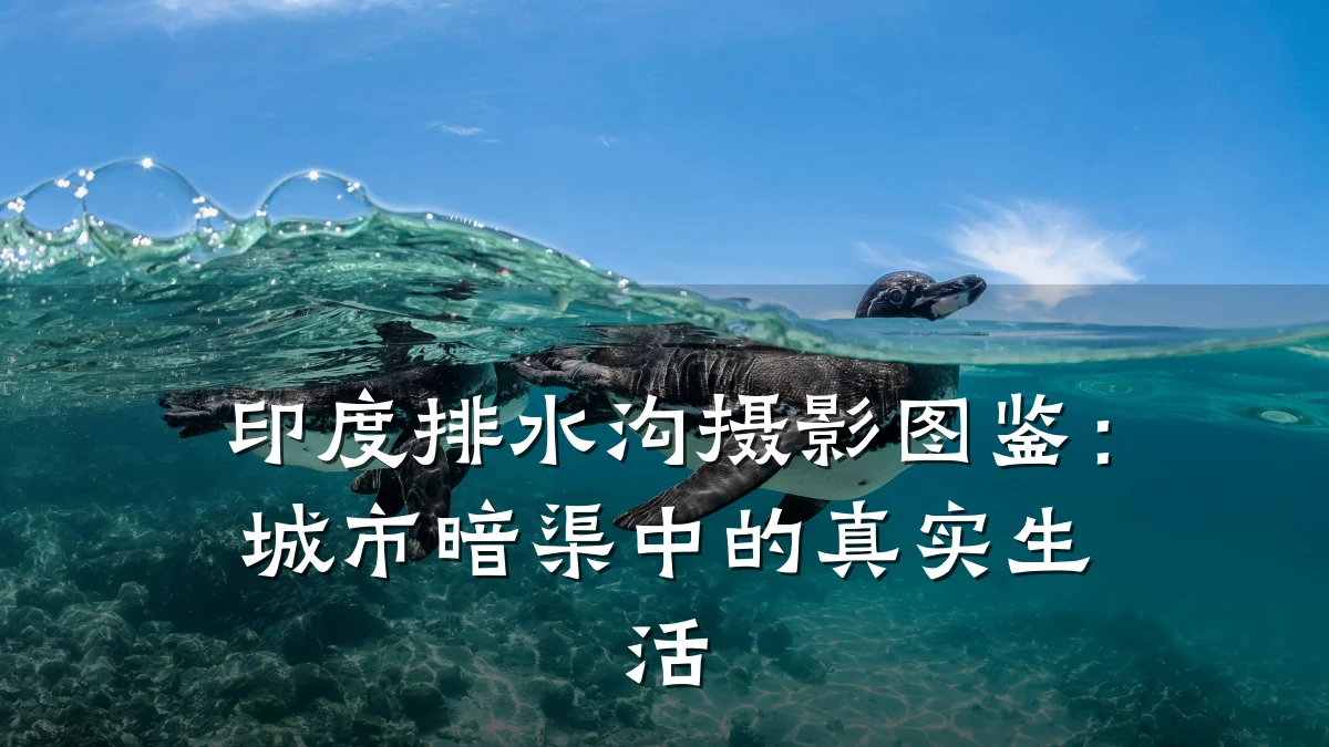 印度排水沟摄影图鉴：城市暗渠中的真实生活
