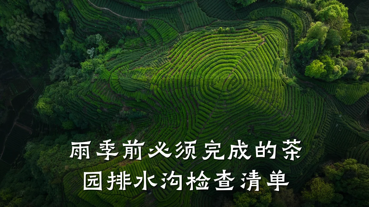 雨季前必须完成的茶园排水沟检查清单