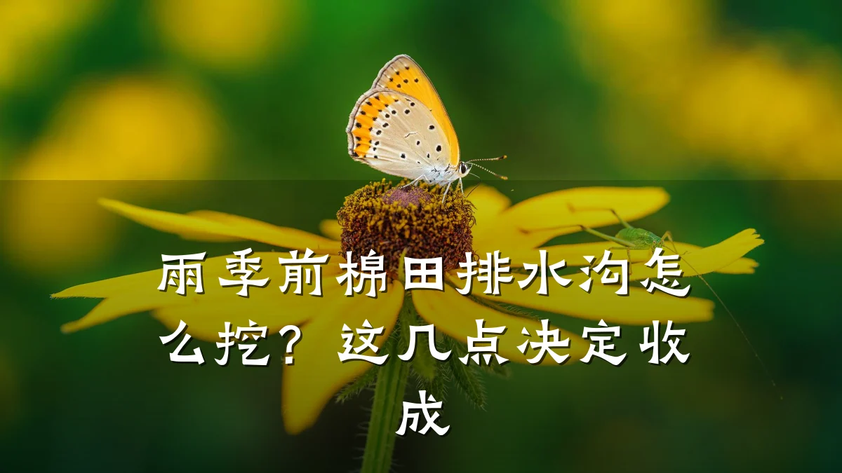 雨季前棉田排水沟怎么挖？这几点决定收成