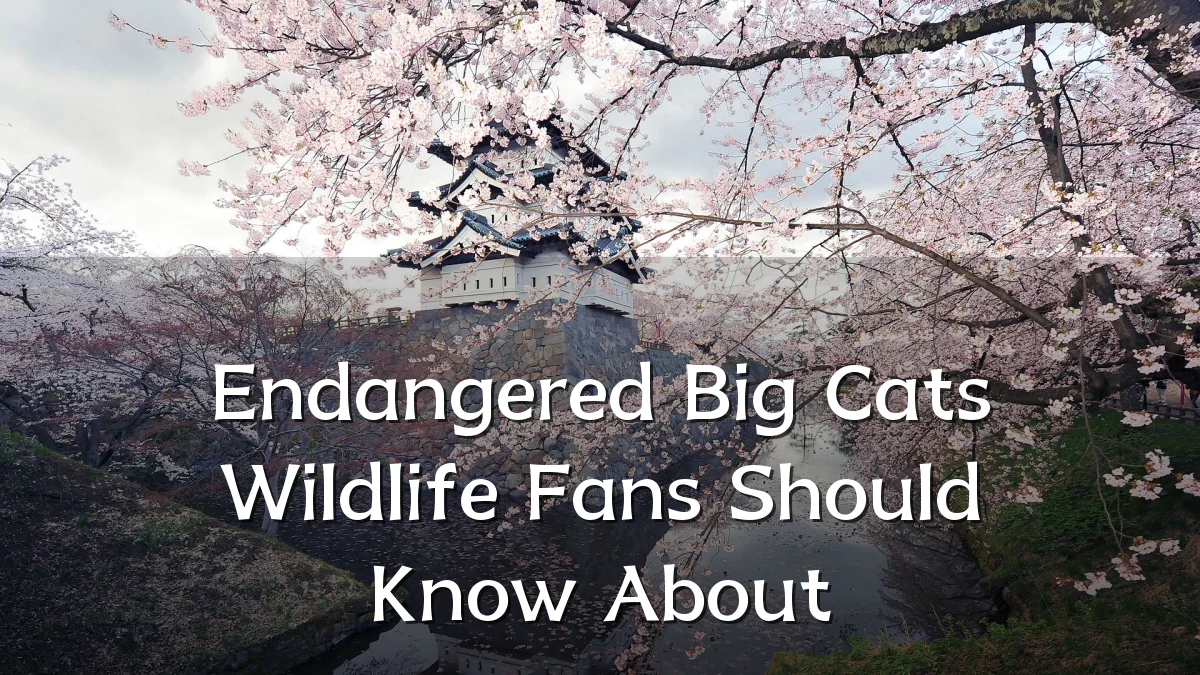 Endangered Big Cats Wildlife Fans Should Know About