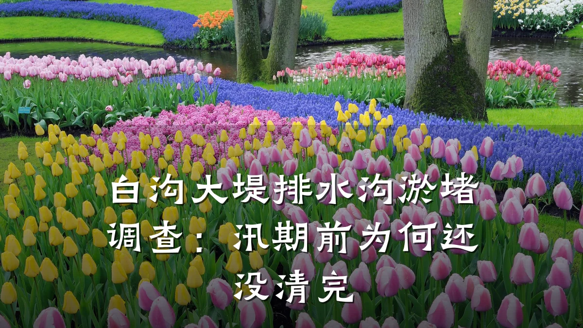 白沟大堤排水沟淤堵调查:汛期前为何还没清完