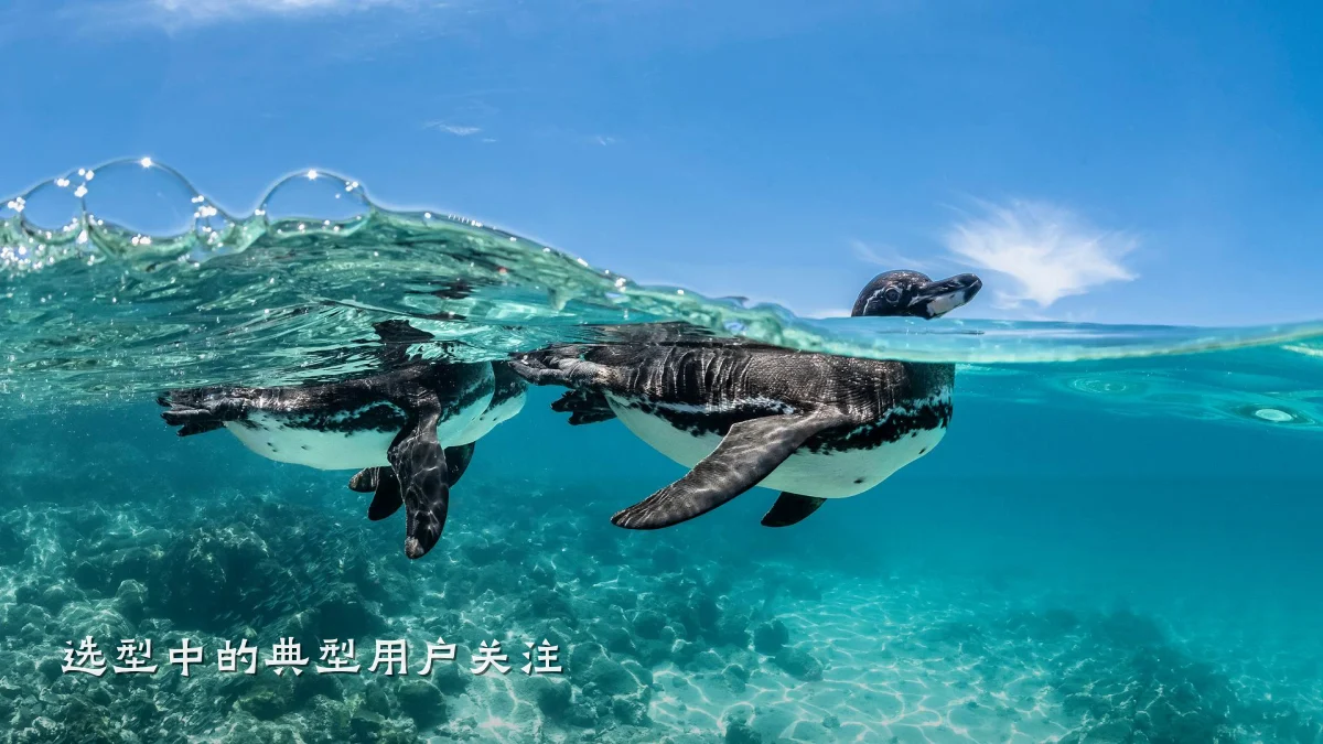 选型中的典型用户关注