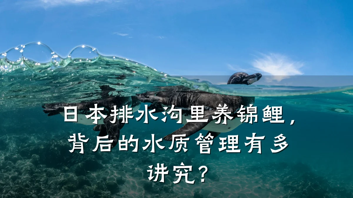 日本排水沟里养锦鲤,背后的水质管理有多讲究?
