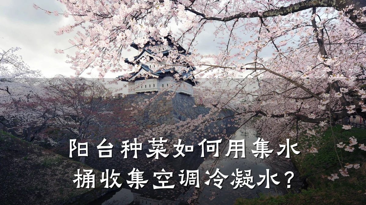 阳台种菜如何用集水桶收集空调冷凝水？