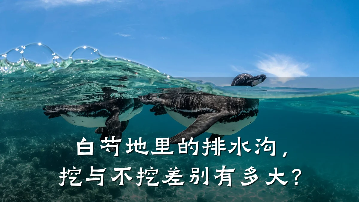 白芍地里的排水沟,挖与不挖差别有多大?