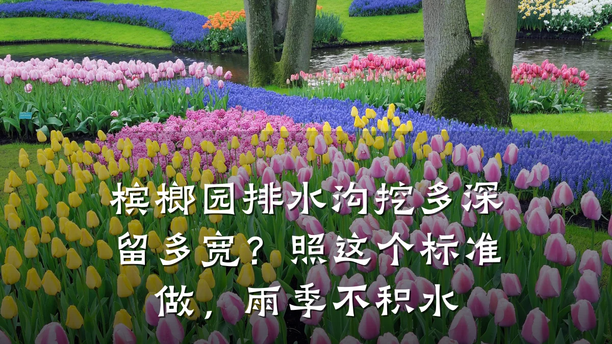 槟榔园排水沟挖多深留多宽？照这个标准做，雨季不积水