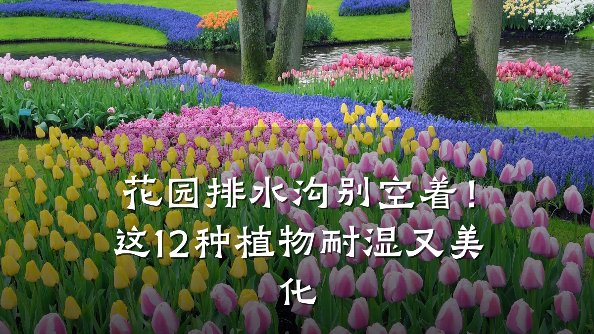 花园排水沟别空着!这12种植物耐湿又美化