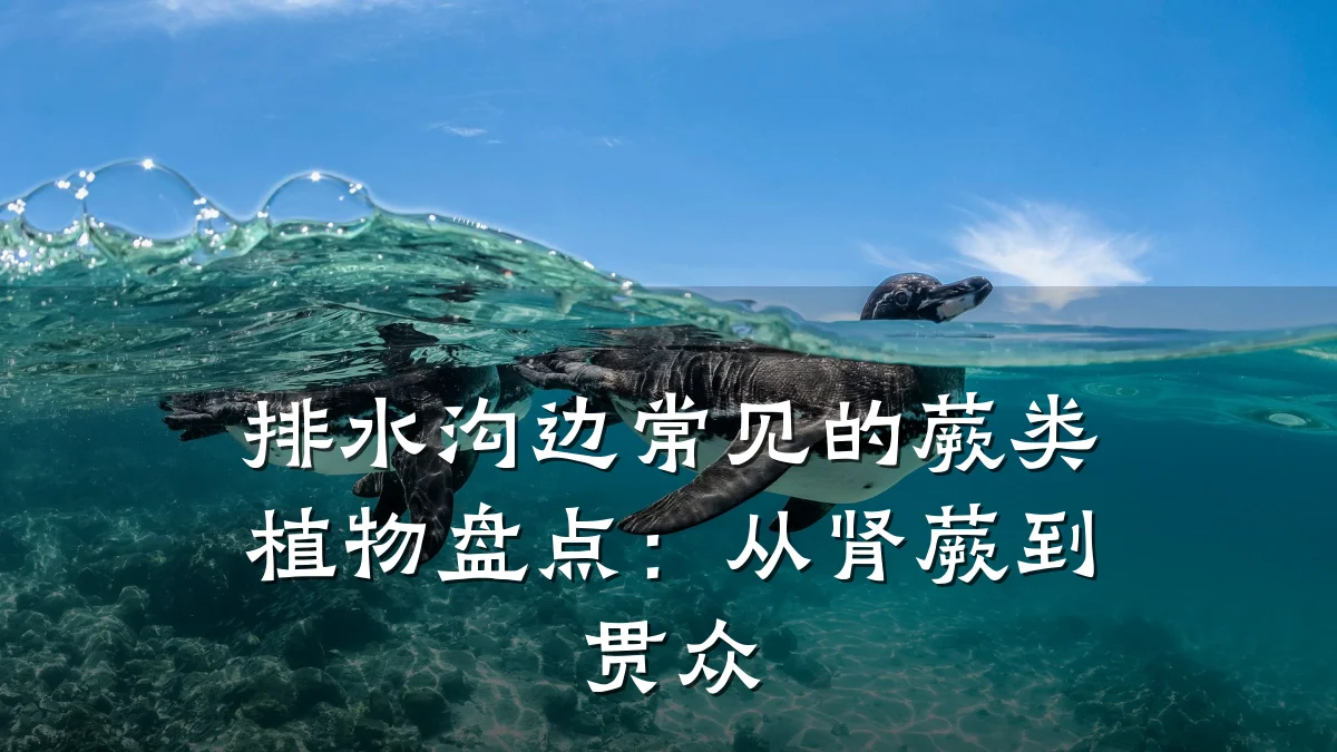 排水沟边常见的蕨类植物盘点:从肾蕨到贯众