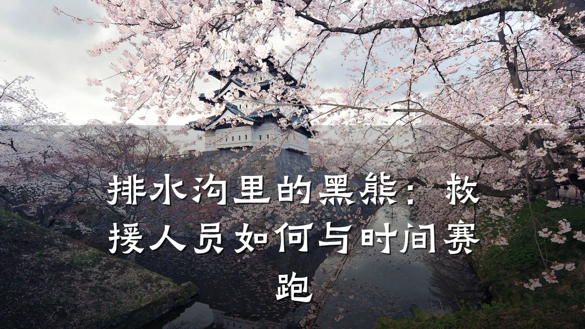 排水沟里的黑熊:救援人员如何与时间赛跑