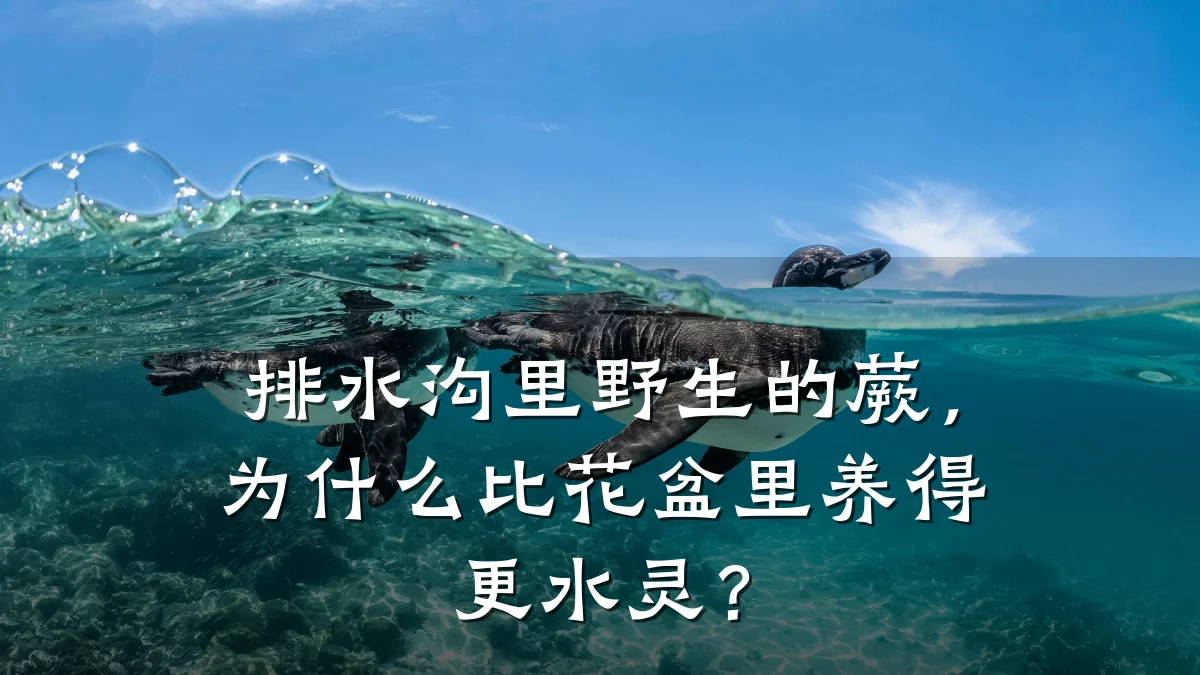 排水沟里野生的蕨,为什么比花盆里养得更水灵?