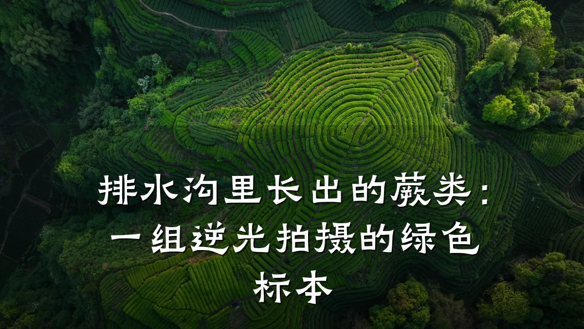 排水沟里长出的蕨类:一组逆光拍摄的绿色标本