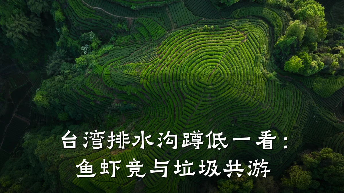 台湾排水沟蹲低一看:鱼虾竟与垃圾共游