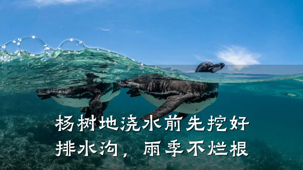 杨树地浇水前先挖好排水沟,雨季不烂根